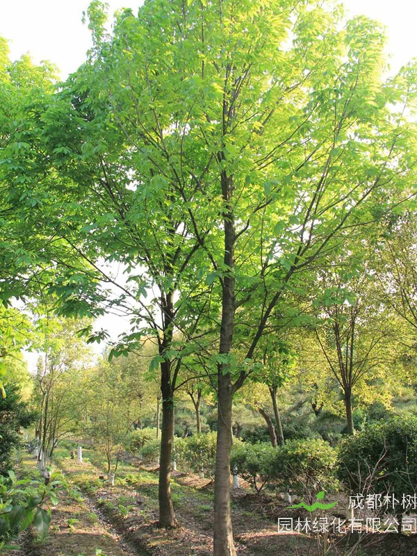 七叶树的生态习性有哪些？怎样种植和培育七叶树？