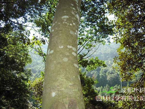 沉香树价格-图片-形态特征-生长环境-分布范围-主要价值以及植物学史
