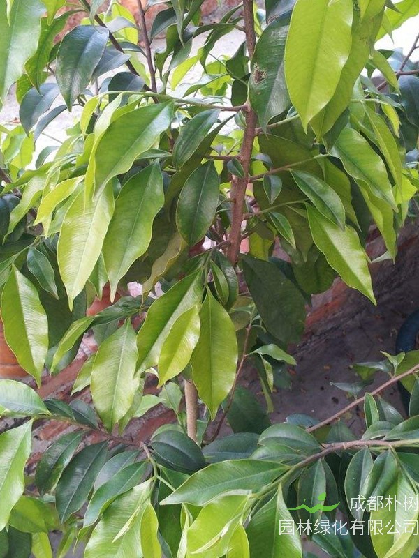 沉香树的生态习性有哪些？怎样种植和培育沉香树？