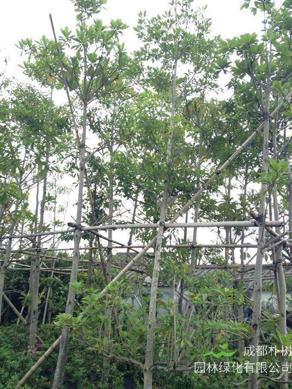 杜英树在河南省能种植吗？