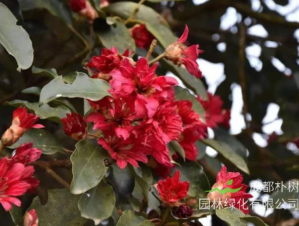 红花荷河南省能种植吗？