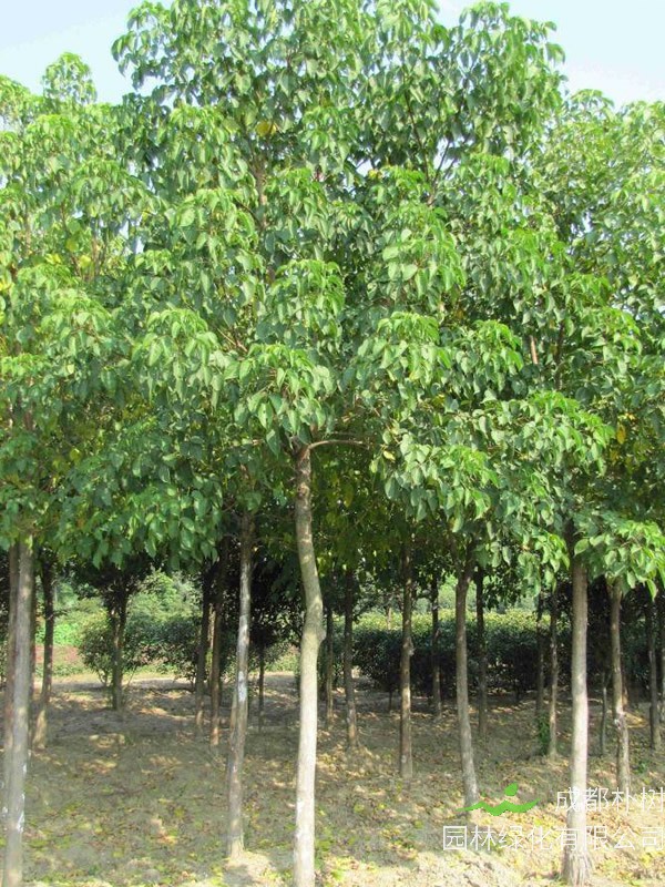 重阳木繁殖方法、栽培技术以及病虫防治介绍