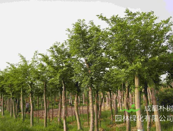 重阳木的生态习性，怎样种植和培育重阳木？