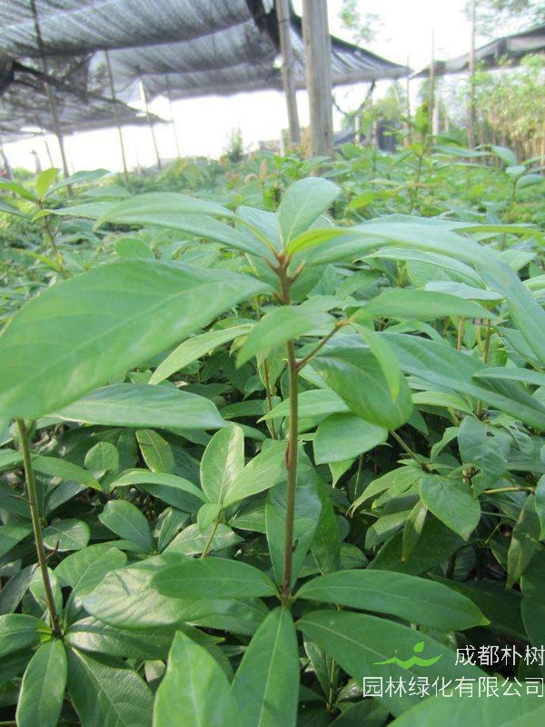 金丝楠的生长习性，怎样种植和培育金丝楠？