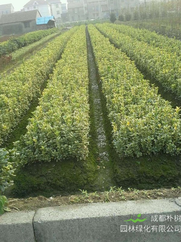 黄杨树太瘦可以用哪些肥料？