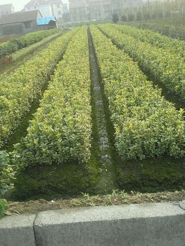 黄杨树太瘦可以用哪些肥料？