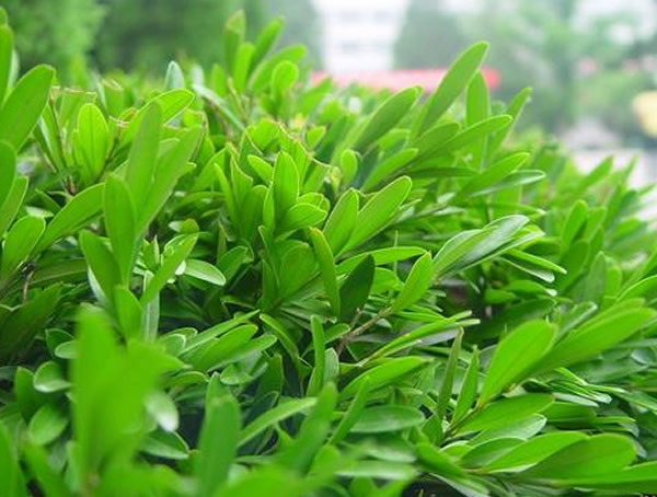 黄杨怎么种植成活率会更高？