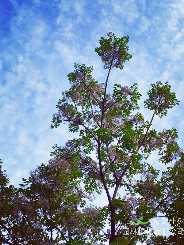 绿化苗木中苦楝树为什么能除虫？