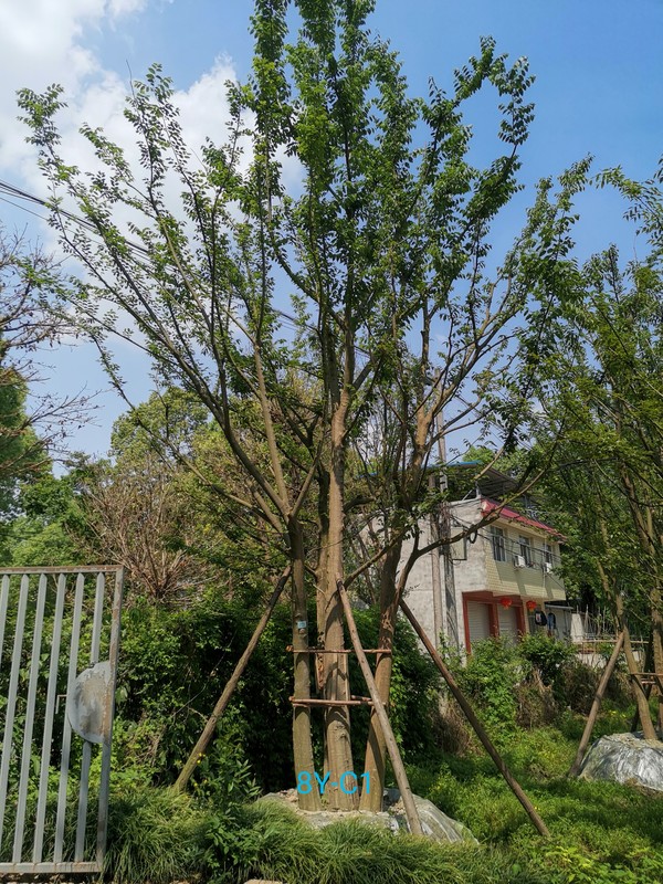 在北京地区适合种植朴树吗？