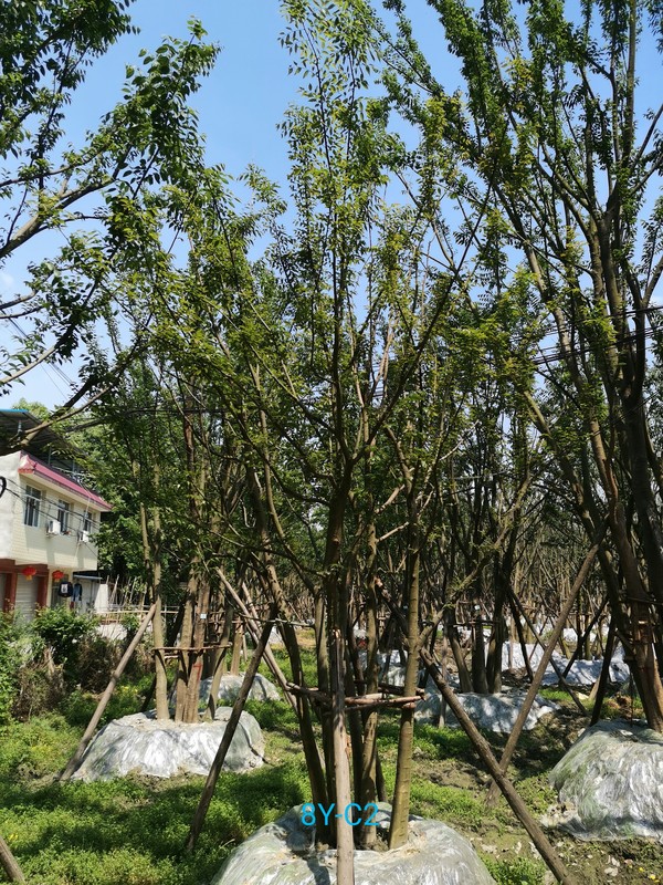 广东适合种植朴树吗？