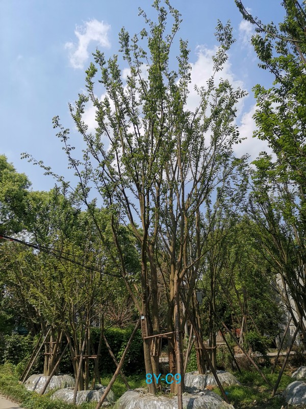 广西省适合种植朴树吗？