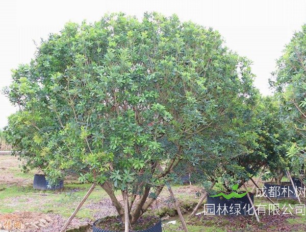江西地区适合种植杨梅树吗？