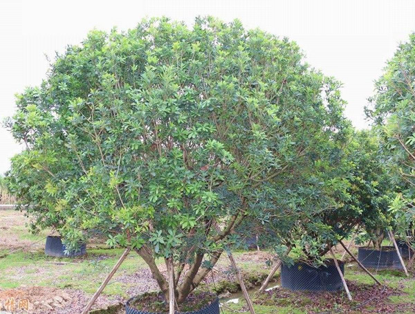 江西地区适合种植杨梅树吗？