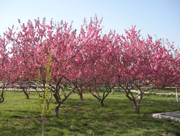 桃树在园林方面有什么用途？