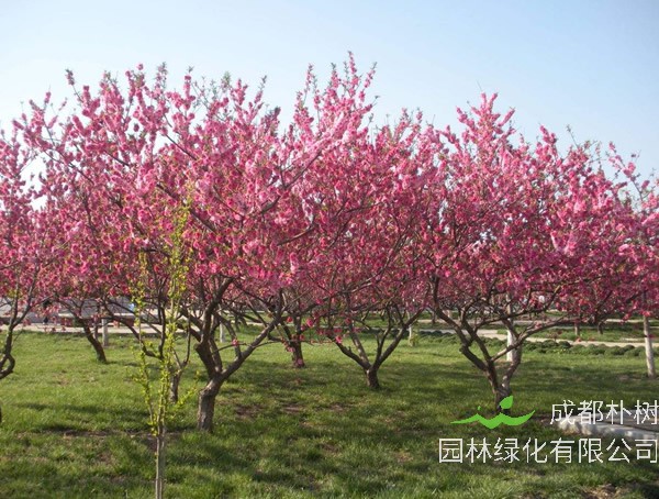 桃树在园林方面有什么用途？