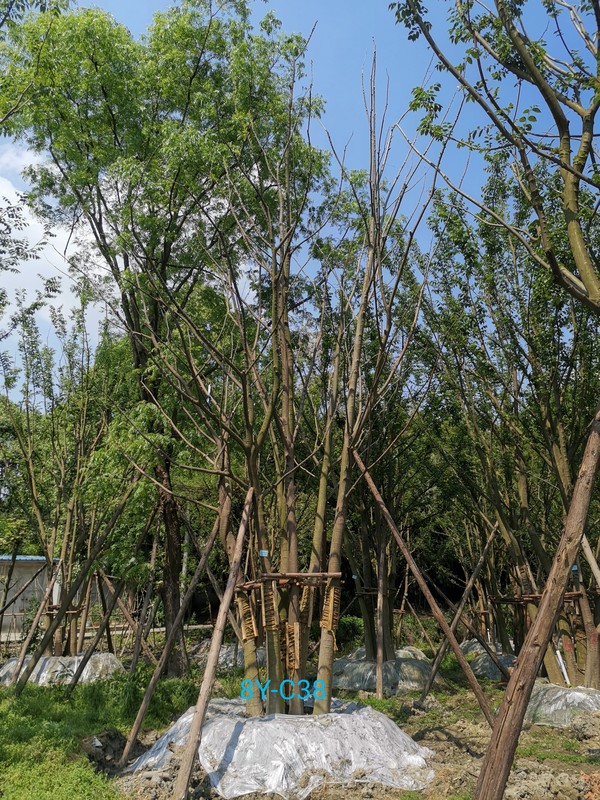 丛生朴树的养殖栽培方法有哪些？