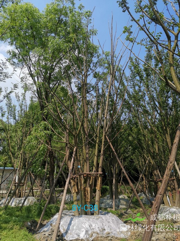 丛生朴树的养殖栽培方法有哪些？