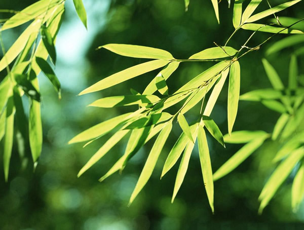竹子是什么类型的植物？
