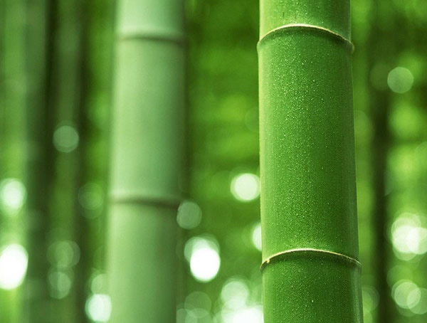 竹子为什么是空心的？