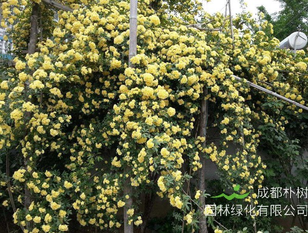 漂亮的重瓣黄木香花一年开几次？