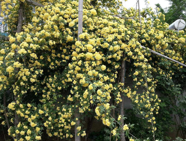 漂亮的重瓣黄木香花一年开几次？