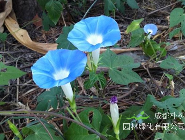 蓝色的花有哪些？名字叫什么？
