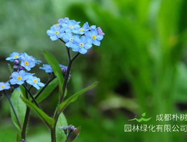 蓝色的花有哪些？名字叫什么？