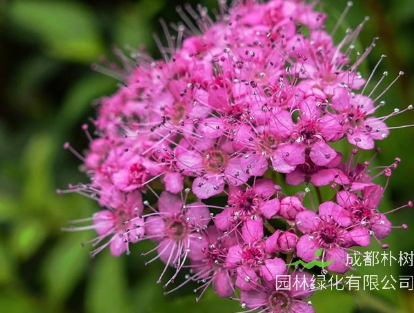 粉花绣线菊的花语是什么？花期是什么时间？