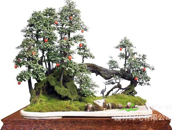 盆景黑塔子树如何造型？