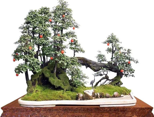盆景黑塔子树如何造型？