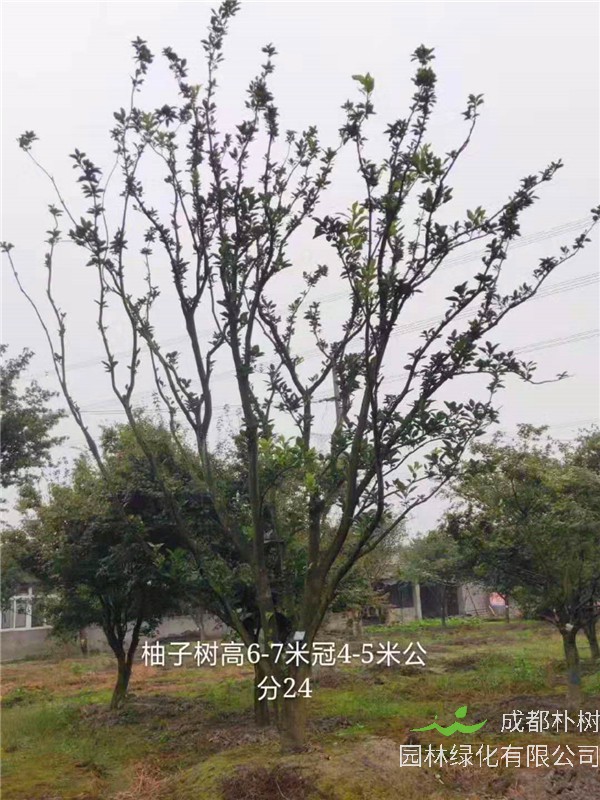 柚子树怎么养？柚子树盆栽怎么种？