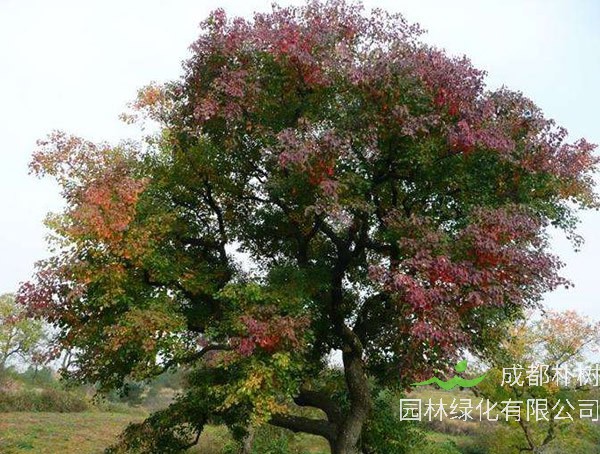 红榉树生长速度和特性是怎样的？