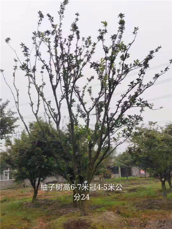 柚子树怎么养？柚子树盆栽怎么种？