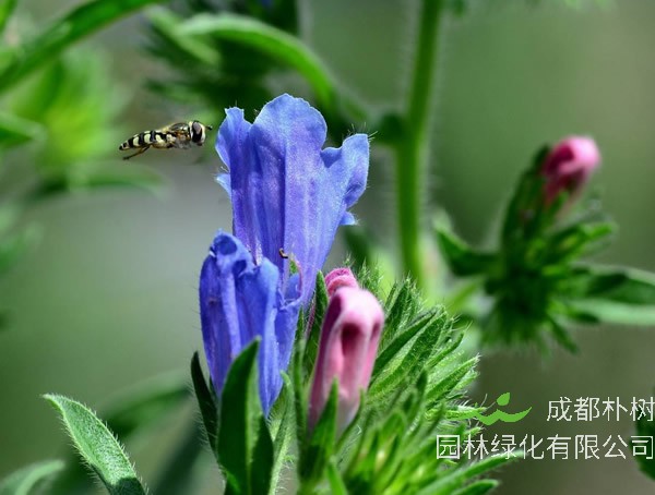 蓝蓟花是几年生的植物？