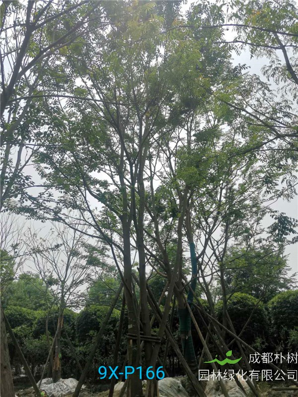 自贡市丛生朴树苗圃栽植基地【直销更多规格】55公分丛生朴树在线采购