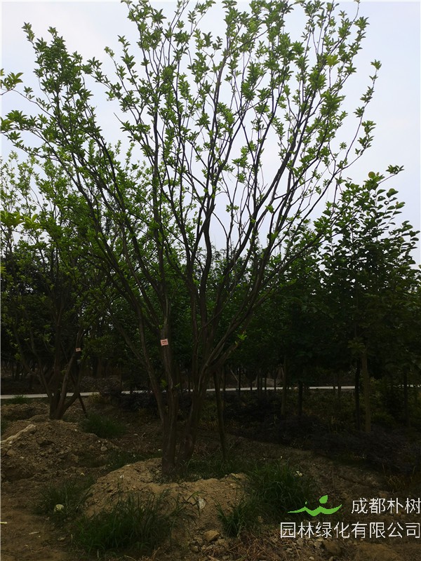 达州市柚子树苗圃栽植基地【直销更多规格】24公分柚子树在线采购