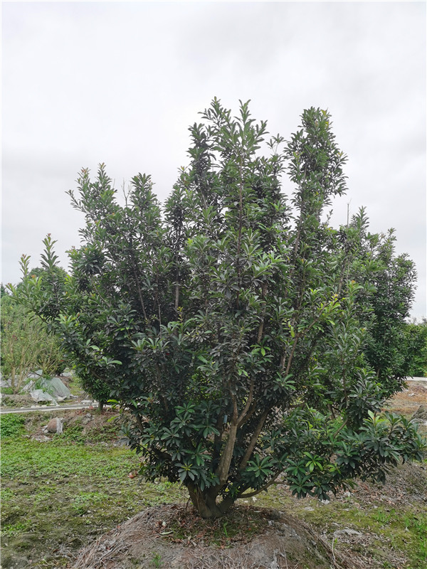 2020年2*2米-5.5*5.5米的杨梅树价格详情是怎么样的？