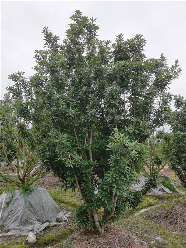 杨梅树价格详情 ——杨梅树3*3米多少钱一棵？