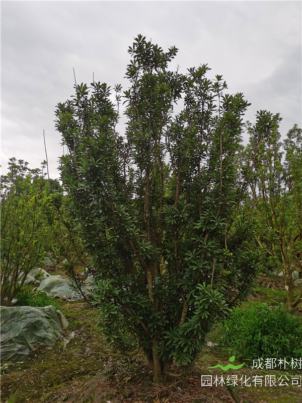四川-成都市3.5*3.5米杨梅树多少钱一棵？