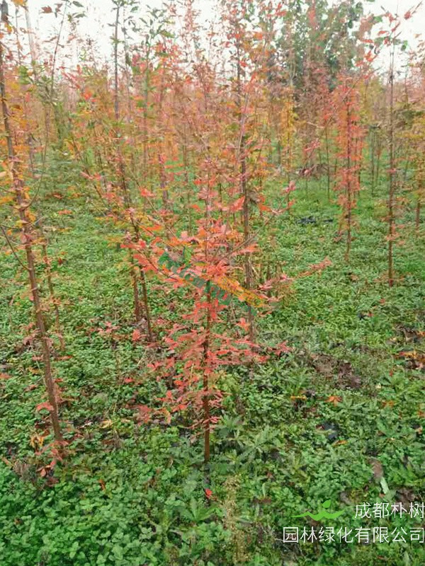 血皮槭的园林用途有哪些？