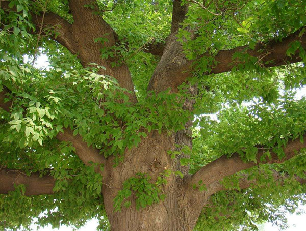 糖槭树是一种什么树？