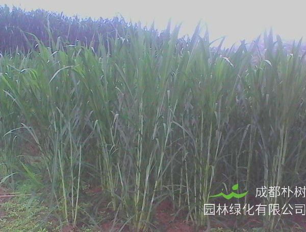 台湾甜象草适合北方种植吗？
