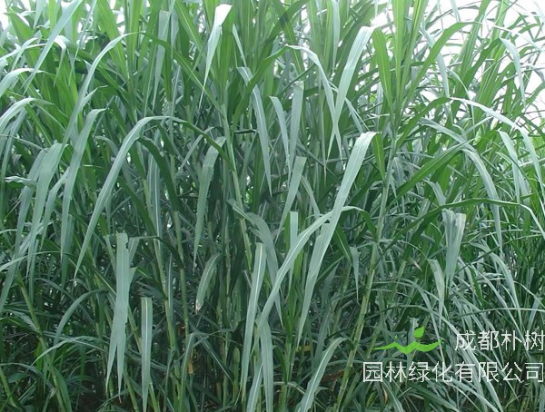 台湾甜象草种子怎么种？