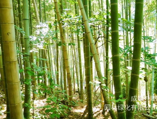 巨龙竹生长条件是怎样的？巨龙竹适合在哪里生长？