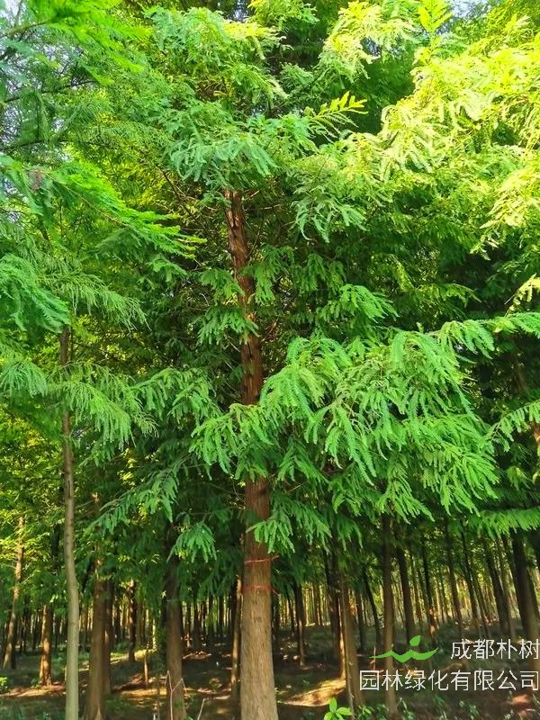 水杉跟池杉有什么区别？