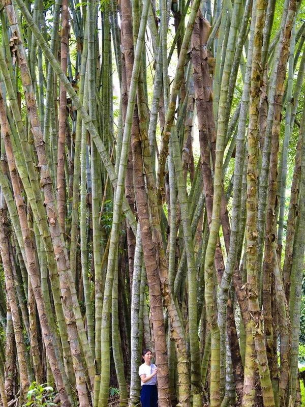 巨龙竹如何种植经济效益最大？