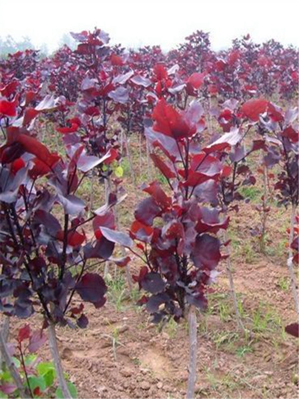 红叶杨怎么种植？怎么管理？