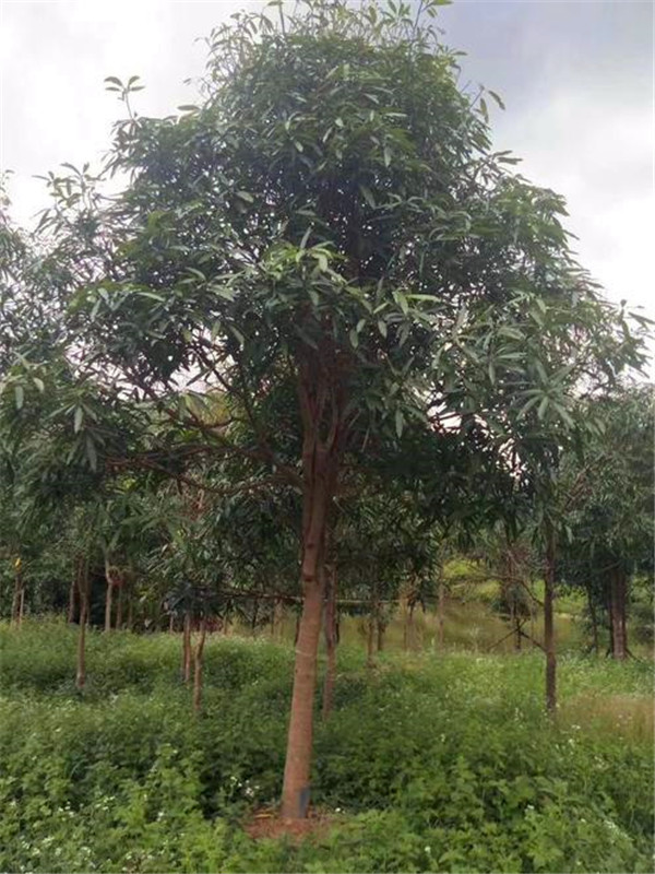 扁桃树如何种植？如何养护？