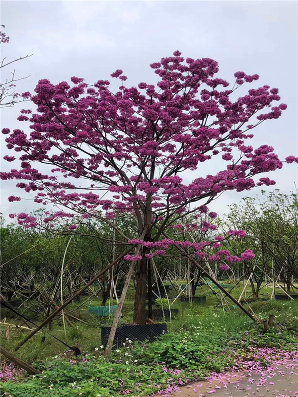 紫花风铃木的作用是什么，生长习性怎么样？