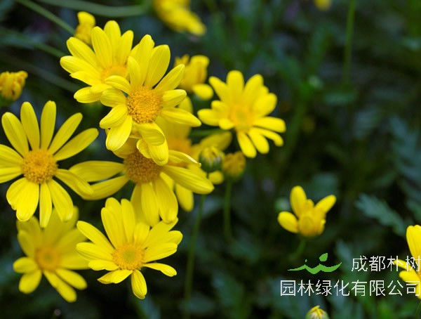 黄金菊一年开几次花？花期是什么时候？